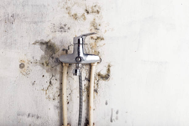Best Insurance-Related Mold Remediation in Rinna, VA