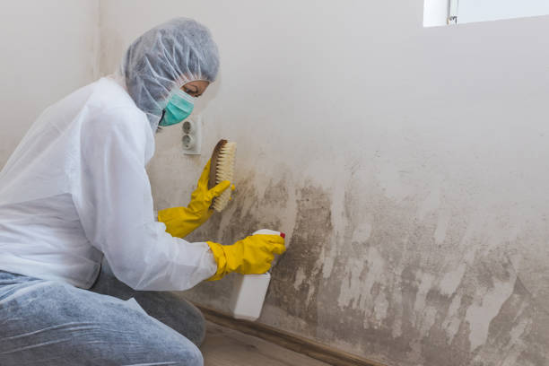 Best Mold Testing and Inspection Services in Rinna, VA
