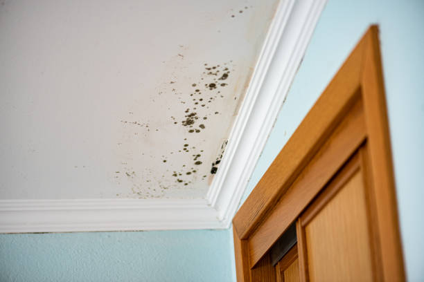 Best Crawl Space Mold Remediation in Rinna, VA
