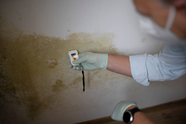 Best DIY Mold Remediation Support Services in Rinna, VA