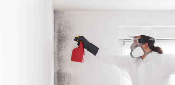 Professional Mold Remediation in Rivanna, VA