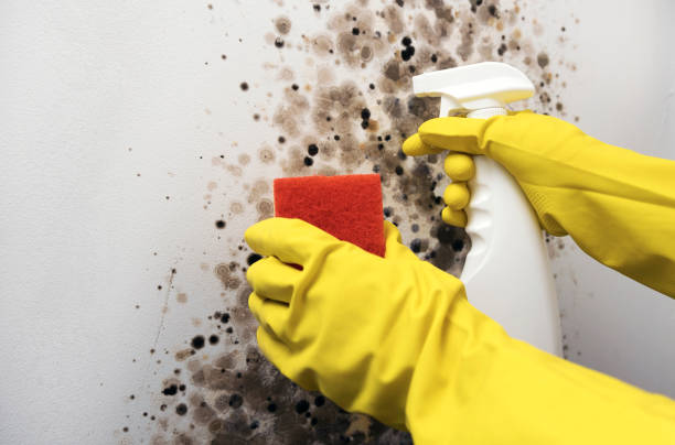 Best DIY Mold Remediation Support Services in Rinna, VA