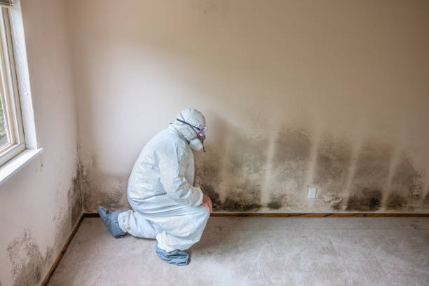Best Residential Mold Remediation in Rinna, VA