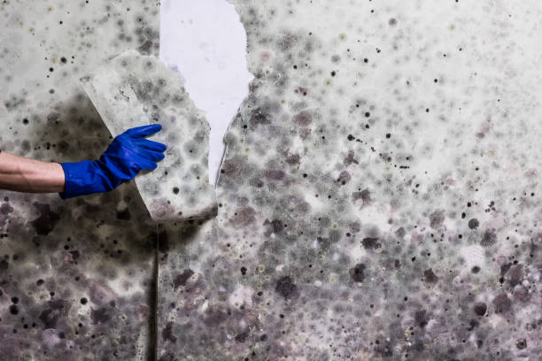 Best Industrial Mold Remediation in Rinna, VA
