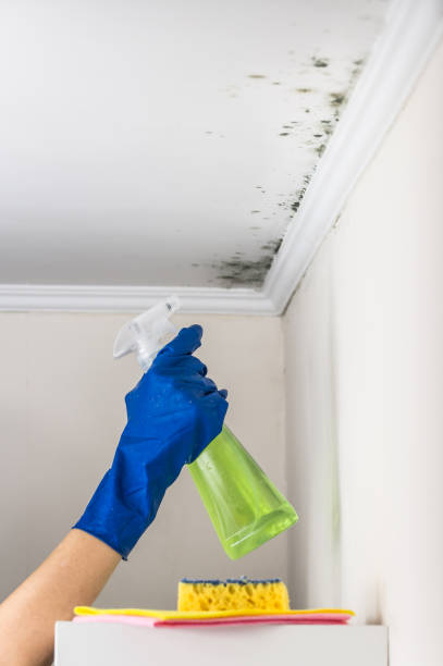 Best Post-Flood Mold Remediation in Rinna, VA